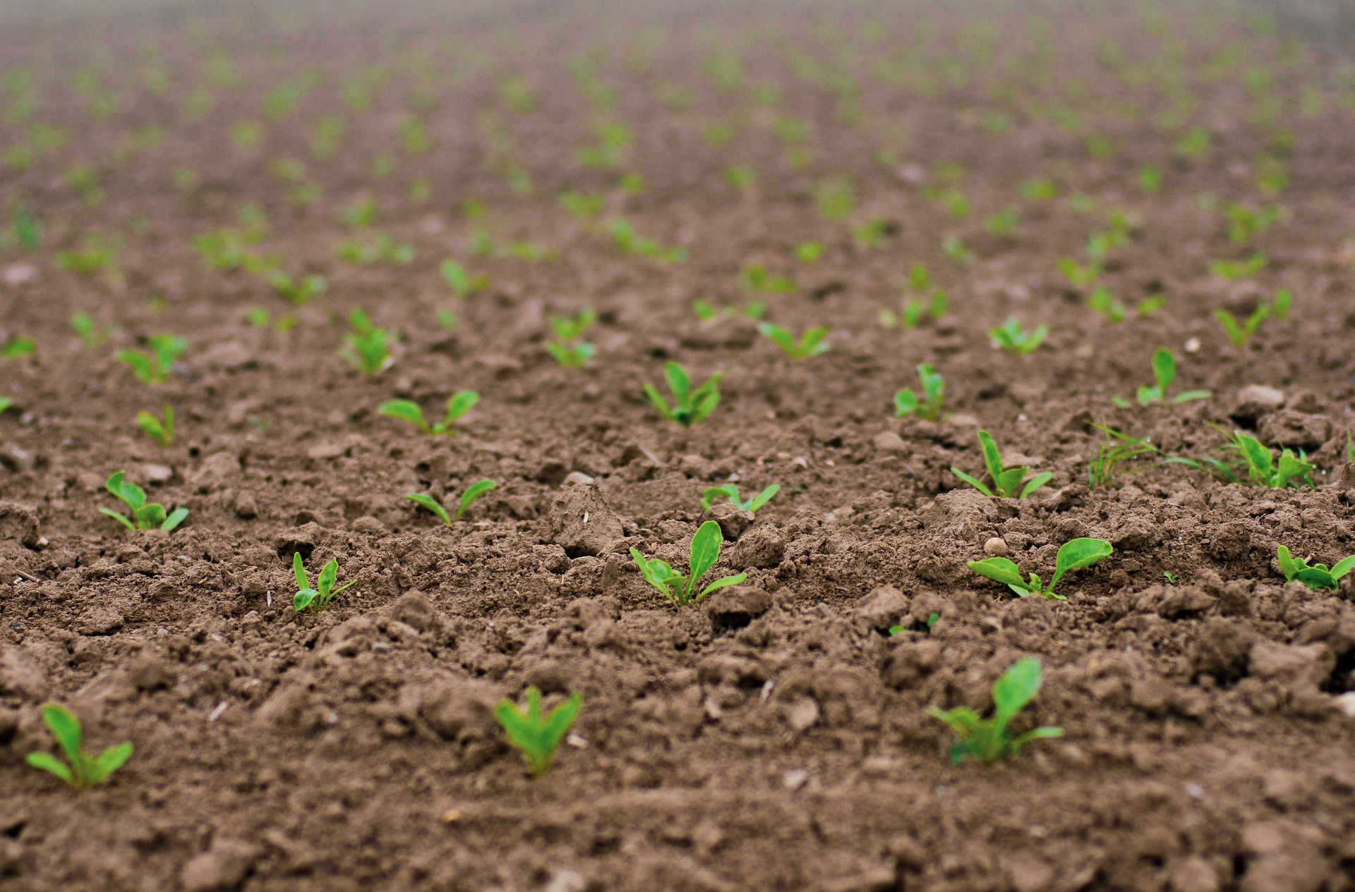 Right Seeds 2 Right Fields